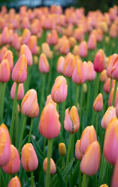 How to Ensure Your Spring Blooms: Guide to Planting Fall Bulbs