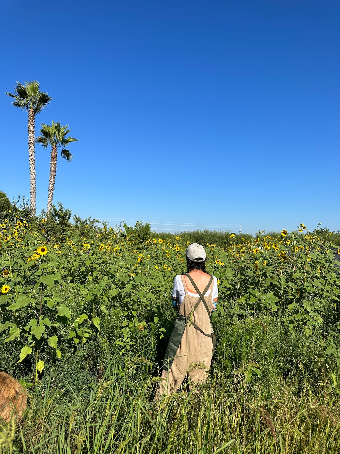 A Pollinator's Paradise in California’s Central Valley