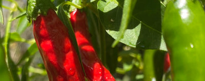 An Expert Guide to Growing Your Own Pepper Plants