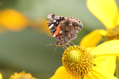Partnering for Pollinators: The Path for a Greener Tomorrow