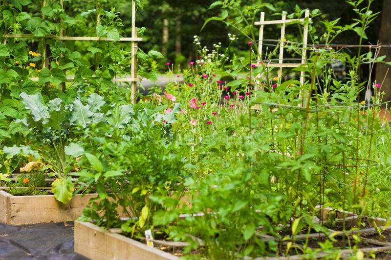 How and Why to Start a Square-foot Garden