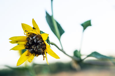 How to Attract Pollinators to Your Late Summer Garden: A Guide to Supporting Bees with Farmers Defense's "Save the Bees" Sleeves