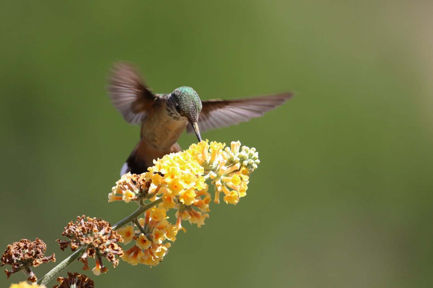 Celebrating Pollinator Month: Amplify Your Garden's Beauty and Support Our Essential Friends