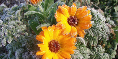 How to Protect Your Garden From Cold Weather & Frost