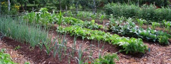 How to Grow with No-Tilling Gardening