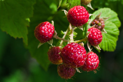 Tips for Winter Pruning: Raspberries