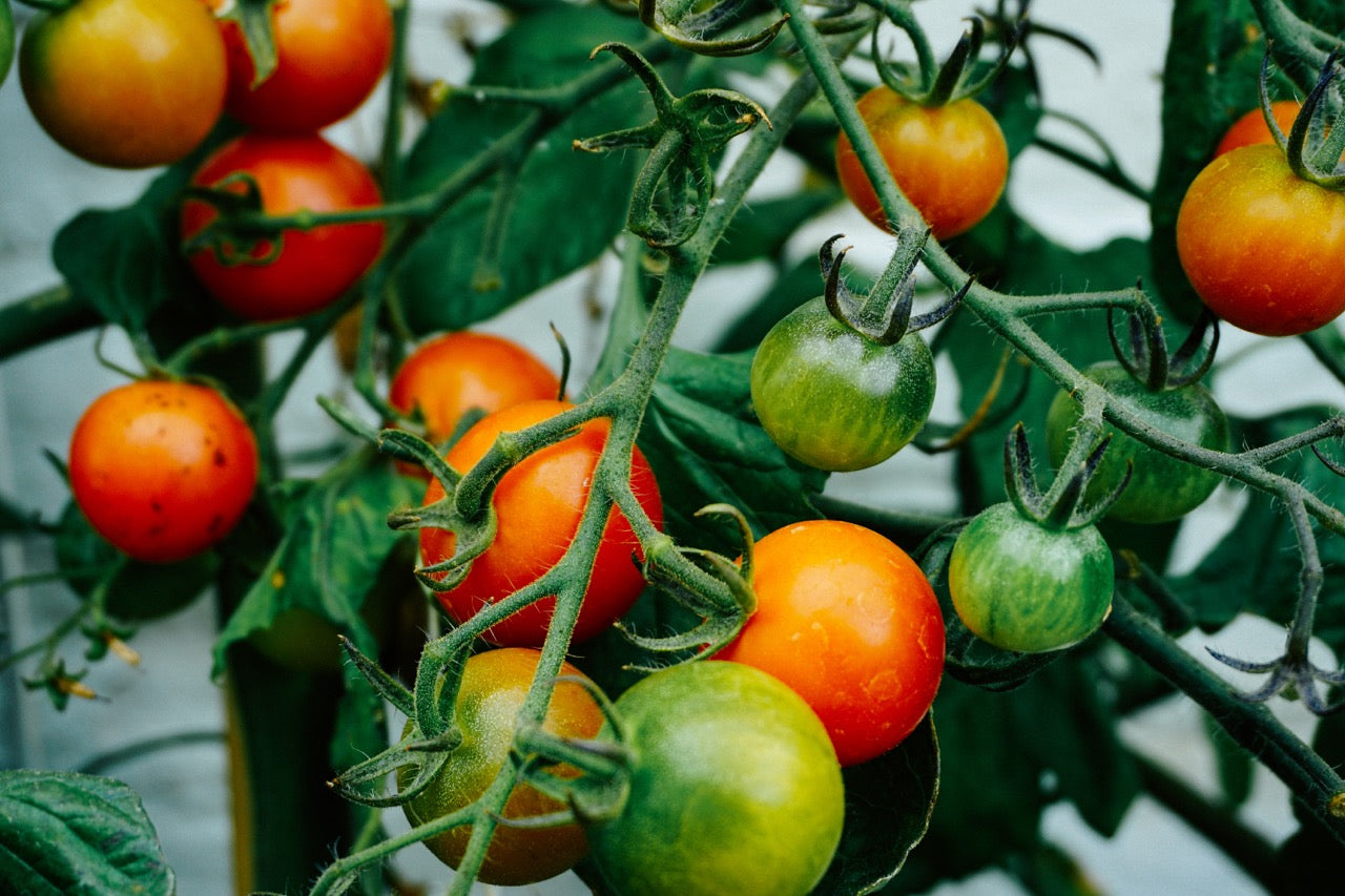 When to Harvest Tomatoes