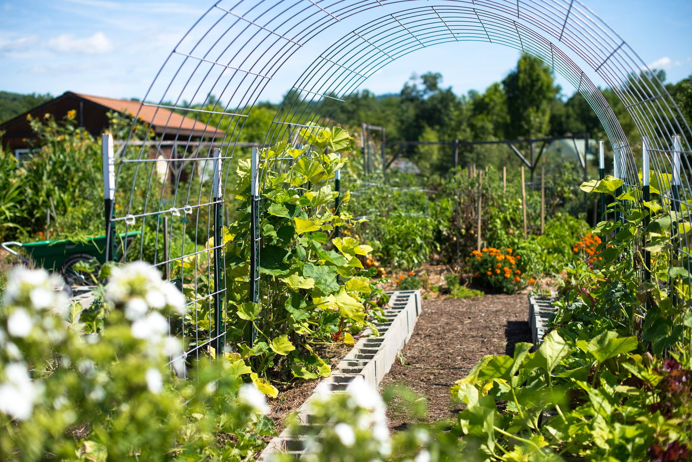 Organic Gardening: Gardening without Harmful Chemicals